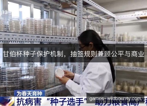 甘伯杯种子保护机制，抽签规则兼顾公平与商业